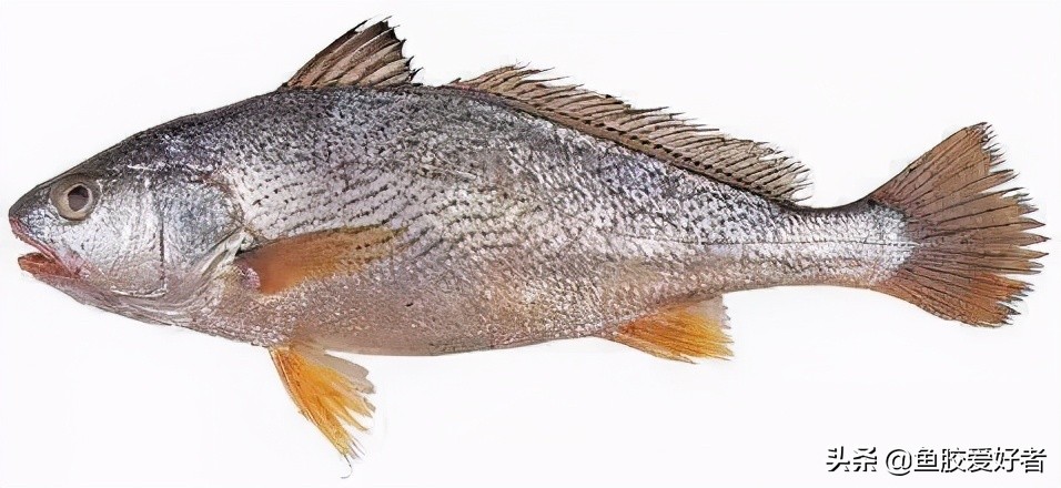 鱼胶正确的泡发方法和做法,顺德鲮鱼鱼胶的做法视频