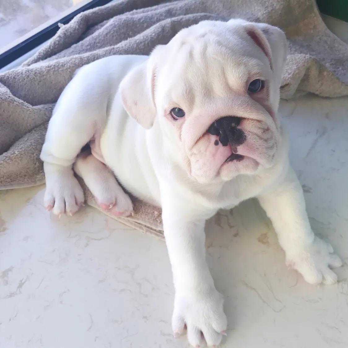 英牛分娩,英牛怀孕40天什么样