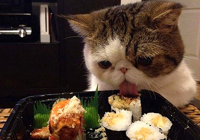 猫咪输尿管堵塞,猫咪尿闭导尿堵塞