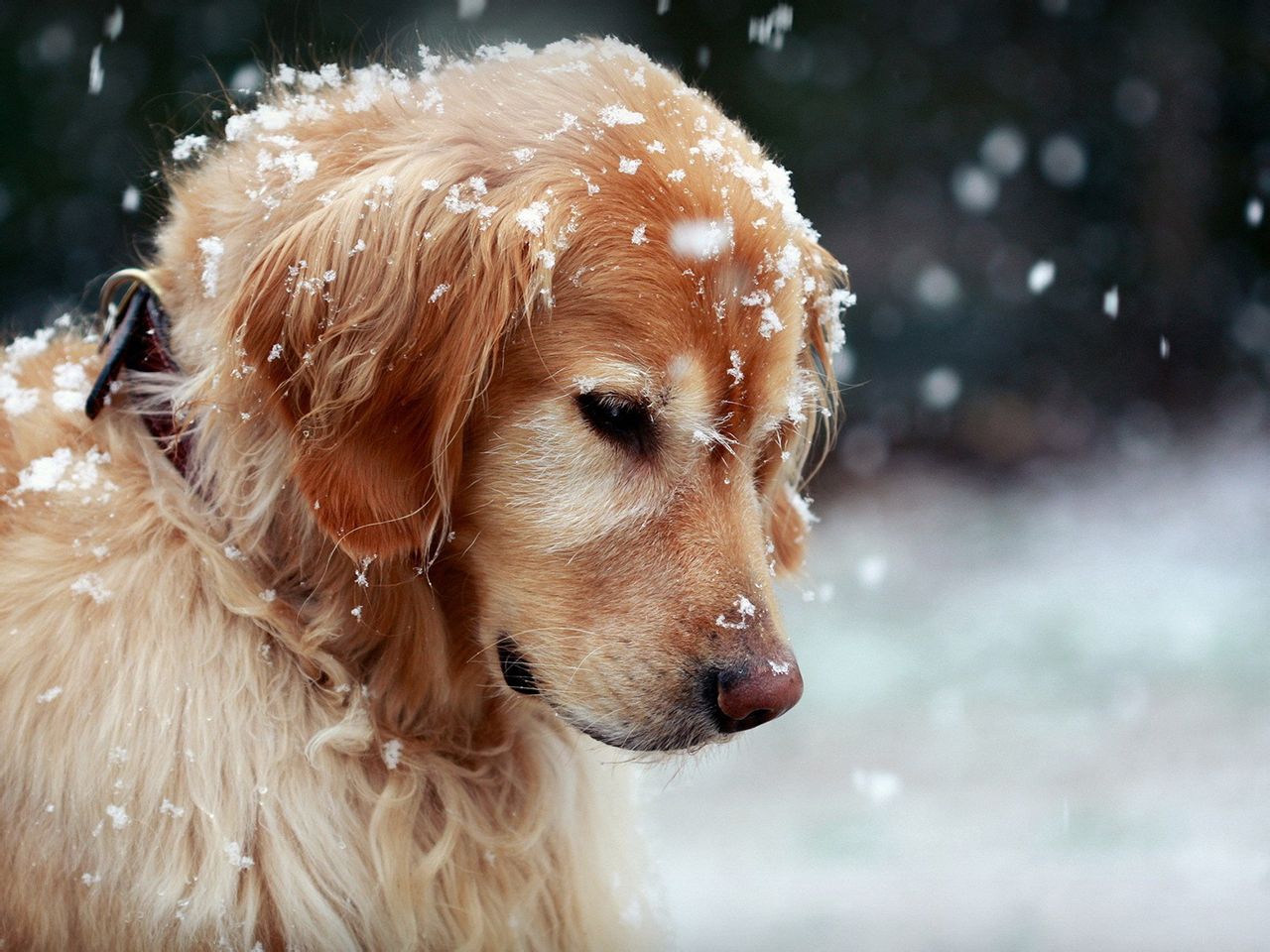 不喜欢金毛,不喜欢金毛舔怎么办