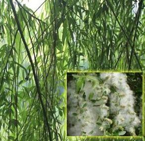 老中医可以给孩子起名吗,用中药名字给孩子取名可以吗