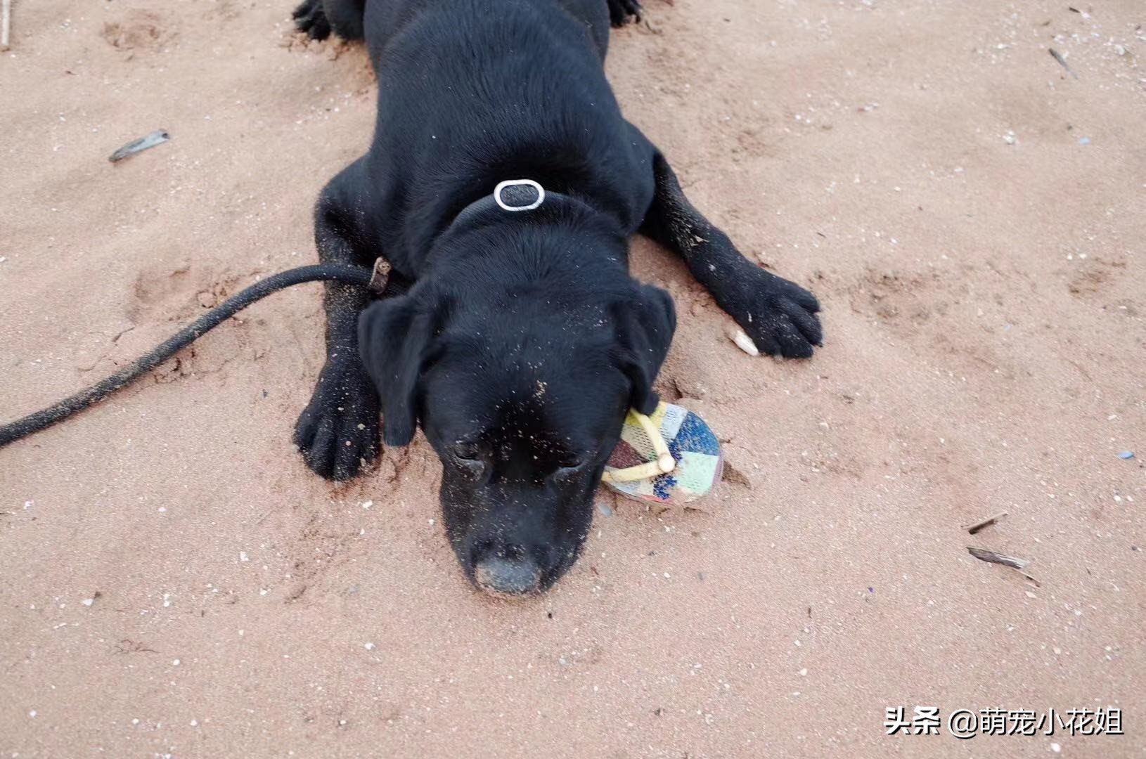 幸运的狗狗却不幸感染血液病，众人为它奔波求医，却没能挽回它