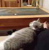 搞笑gif段子因为爱情所以共患难,搞笑gif段子小伙子你谈恋爱了吗