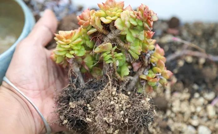 多肉长气根的原因及治疗,为啥多肉杆上长须根