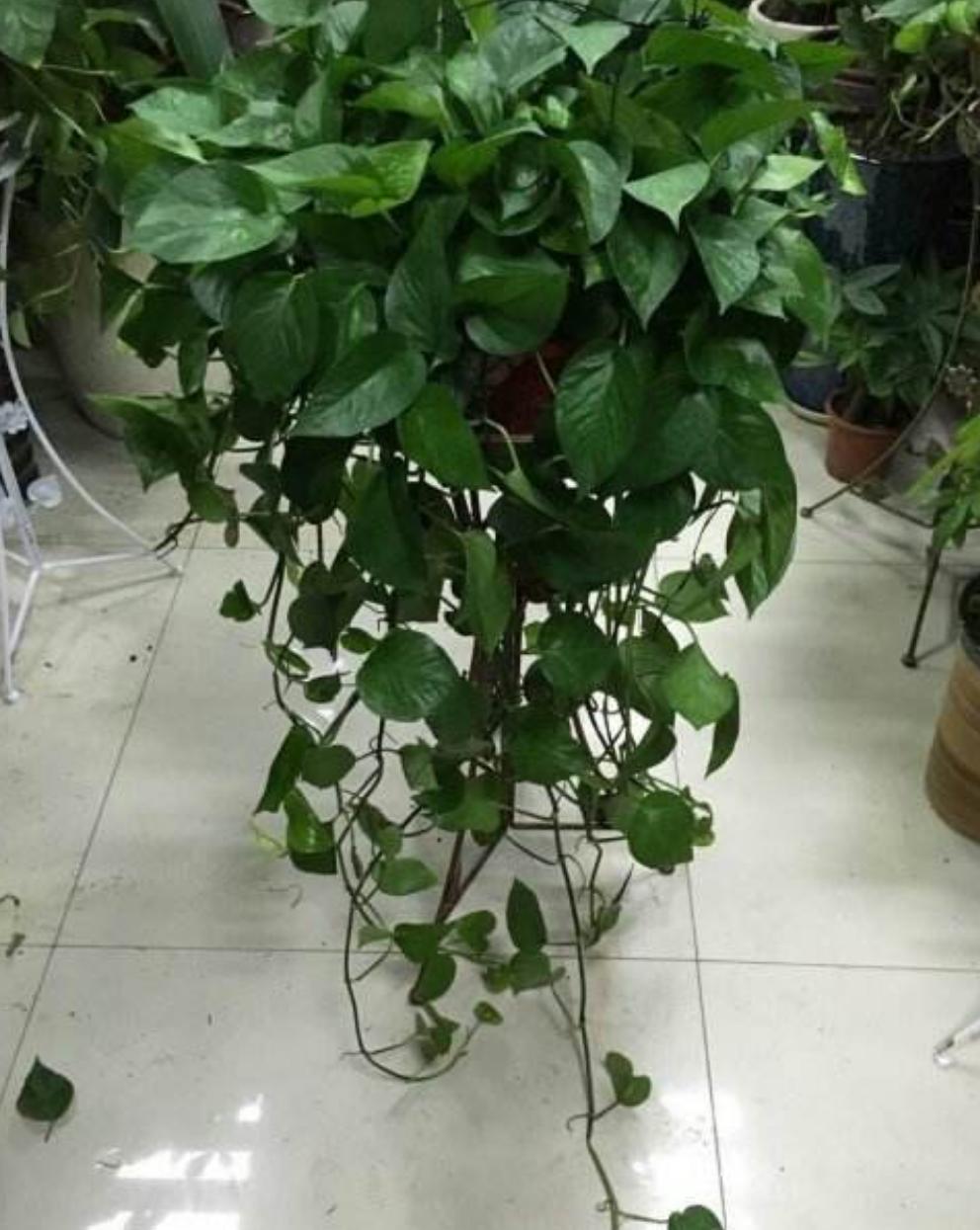 绿萝浇水过多黄叶怎么补救,绿萝浇水过多导致黄叶怎么办