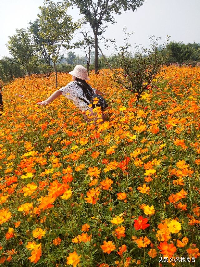 宜昌枝江同心花海步步升景点,枝江同心花海附近好玩的地方