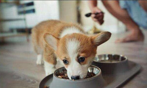 喂养柯基犬的几大禁忌,柯基犬喂食要注意什么