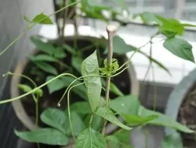 豇豆苗期种植浇水的正确方法,快来get正确的种植豇豆技巧