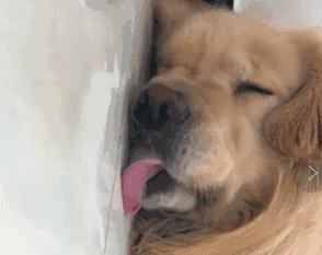 我家狗只吃饭不吃狗粮怎么回事,狗狗挑食不吃狗粮主人有办法