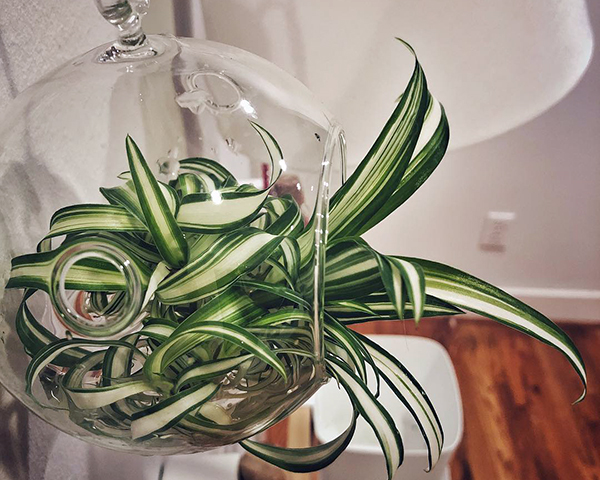 养吊兰如何避免黄叶干尖？定期喷洒此种水溶液，叶片越长越绿