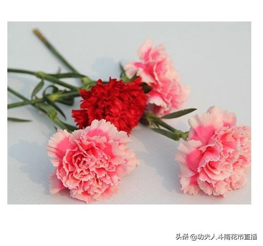 昆明鲜花一件代发对花店有影响吗,云南昆明鲜花一件代发合作平台