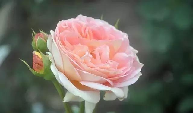 玫瑰花有哪些品种,玫瑰花有哪些品种大全