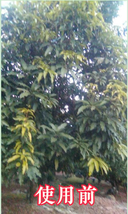 芒果黄叶病如何防治？