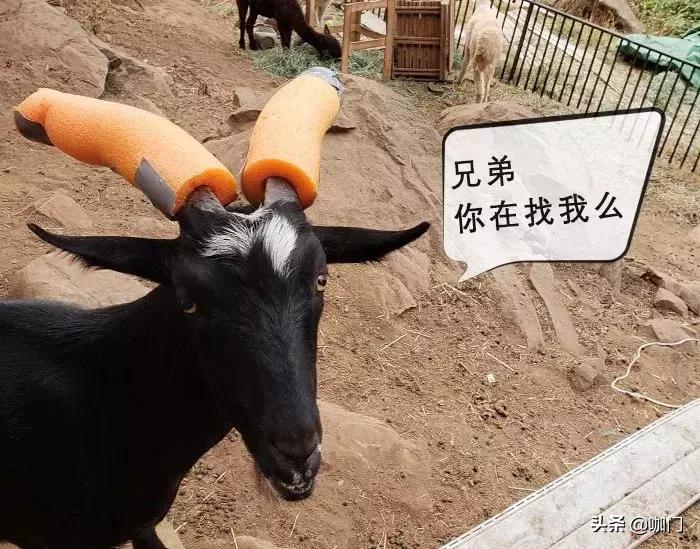 “老板，你家的挂耳咖啡怎么冲不化呢？”|咖啡馆段子最新特辑