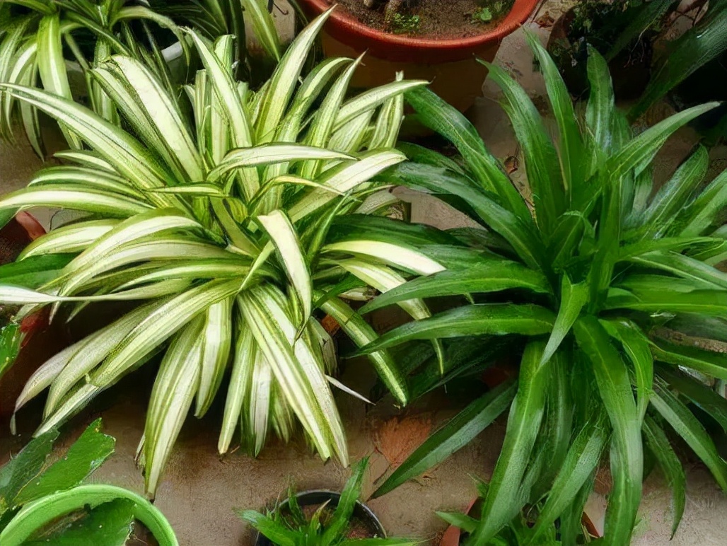 这8种花你不要乱浇水,新手种花品种推荐