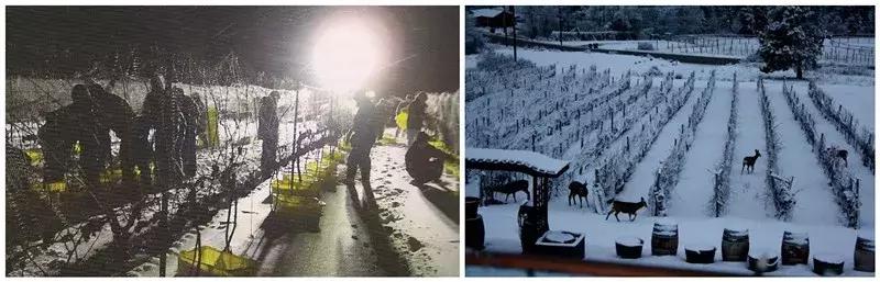 品尝甘醇香甜的冰酒,冰酒的魅力