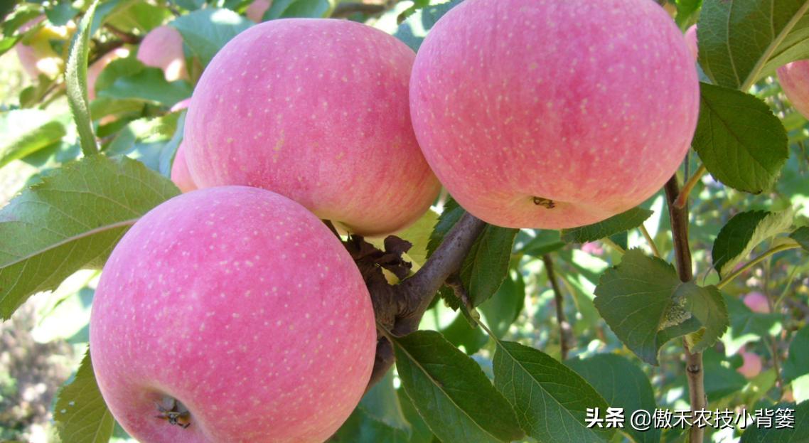 苹果缺锌易患小叶病,苹果小叶病缺镁缺锌