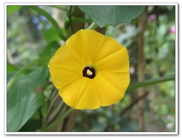 牵牛花到处游,牵牛花随便种