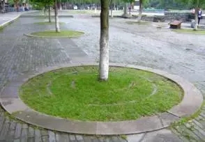 大树移植恢复要几年,大树移植根部的处理