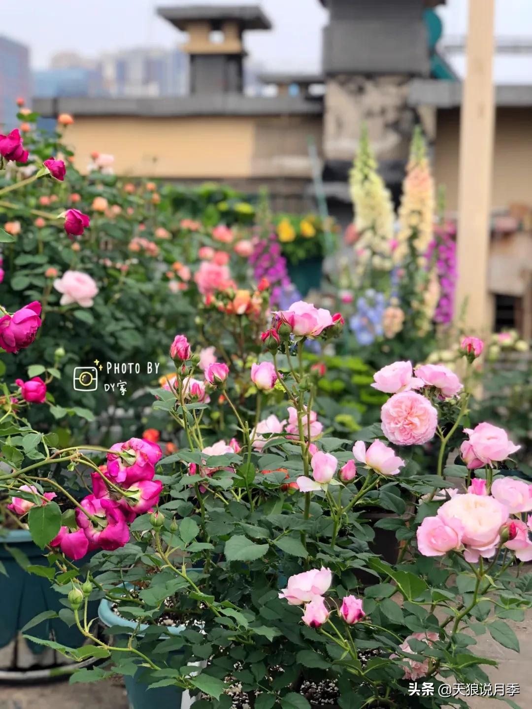 月季花是时候展现真正的技术了 (开春的第一波月季花就这么过去了)