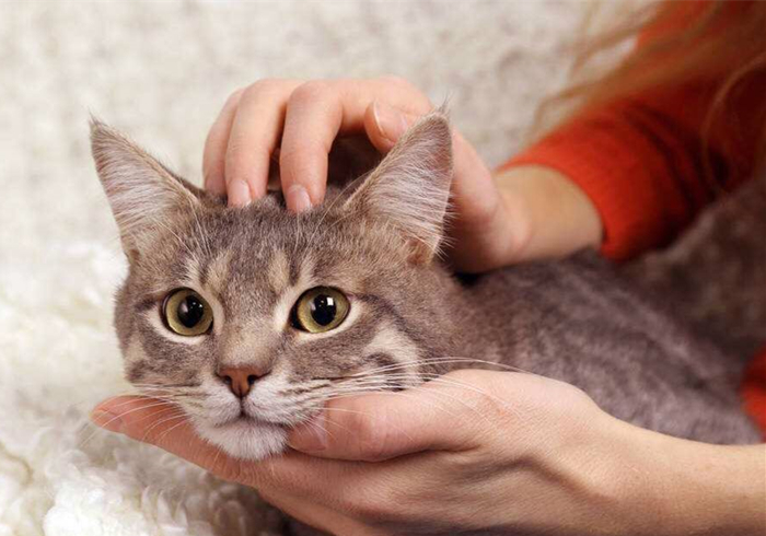 猫静电吸灰小妙招,冬天撸猫有静电怎么办