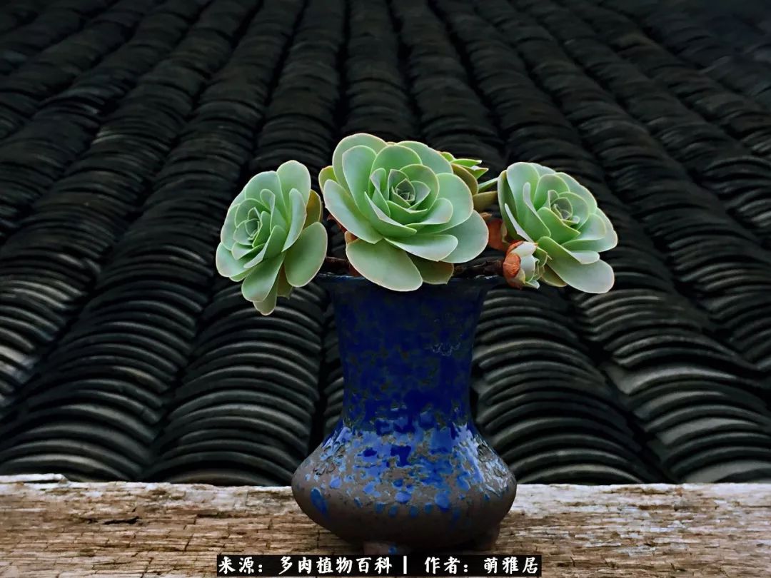 鍒濆啲鏆栭槼鍥寸倝鐓尪,鍐洦鍝佽尪