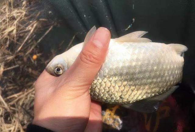 现在的蓝鲫怎么不好用了,为什么蓝鲫只有香腥