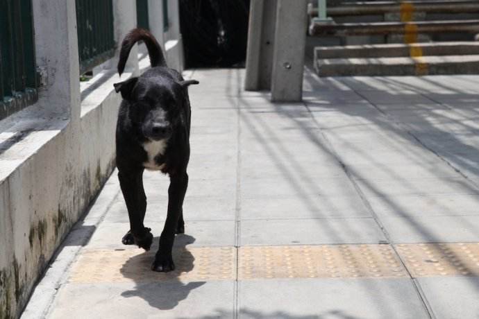 遇到猛犬如何赶走,带小孩遇见狗怎么自救