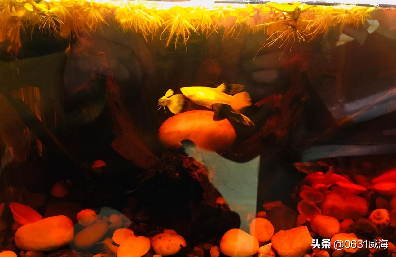 孔雀鱼太多了怎么分缸养,孔雀鱼刚入缸需要注意什么