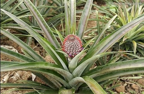 菠萝病害图片大全,菠萝病害用什么药