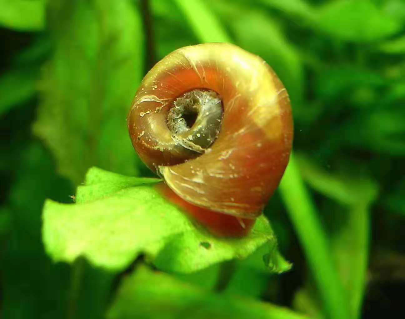 涓轰粈涔堥奔缂搁噷闈㈣帿鍚嶅叾濡欏鍑鸿灪,楸肩几閲岀獊鐒跺嚭鐜板緢澶氳灪鎬庝箞澶勭悊