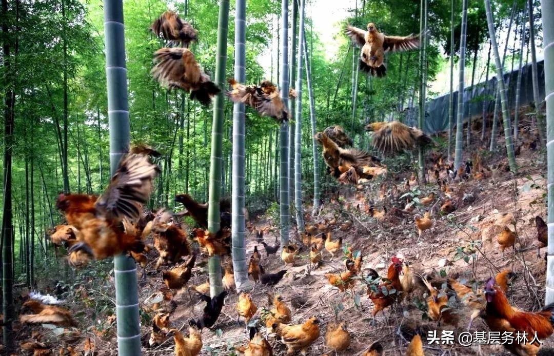 林业专业合作社经营范围,林业合作社申请条件