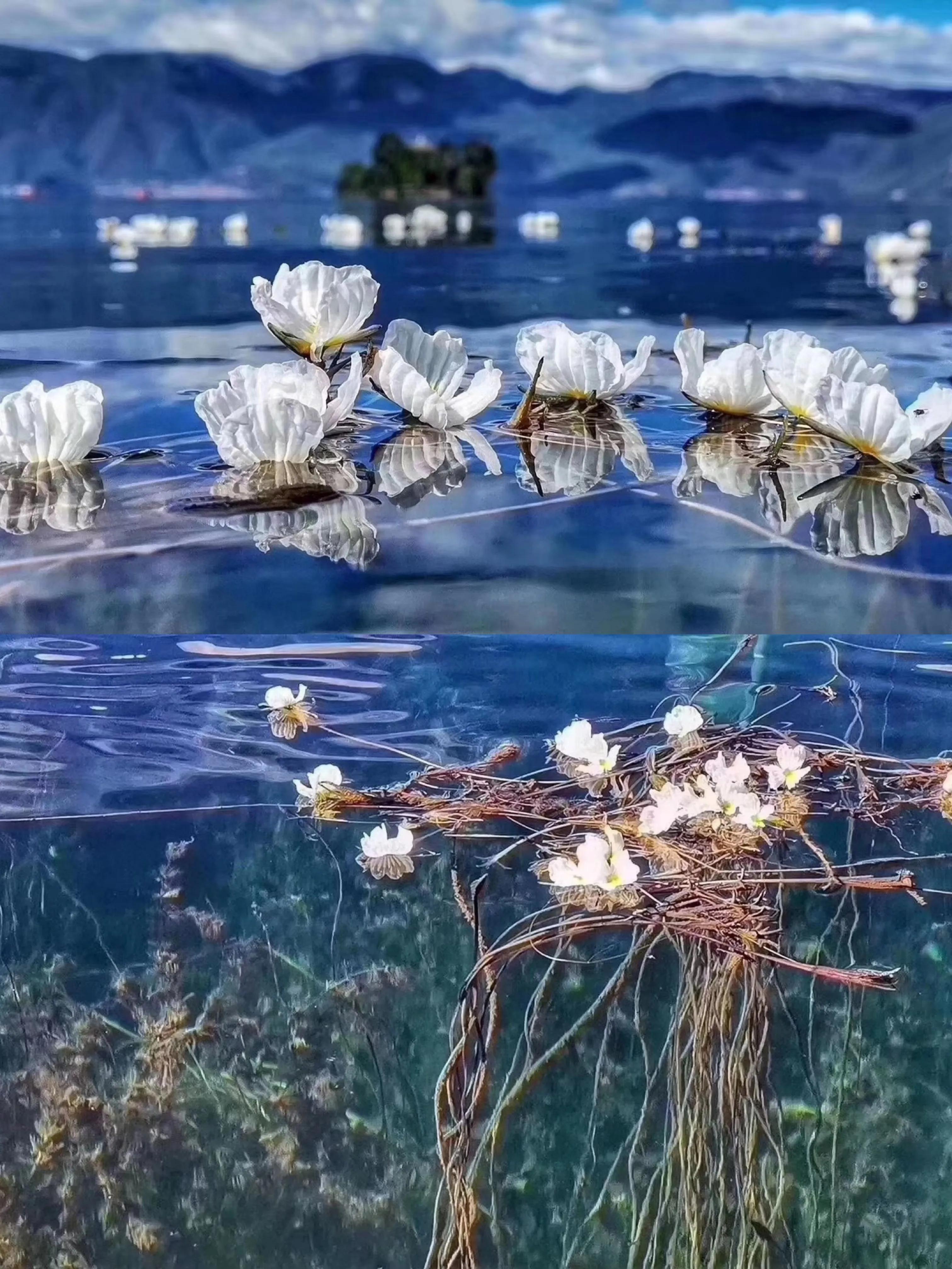 云南旅游必去的24个景点,云南旅游攻略必去的10个景点