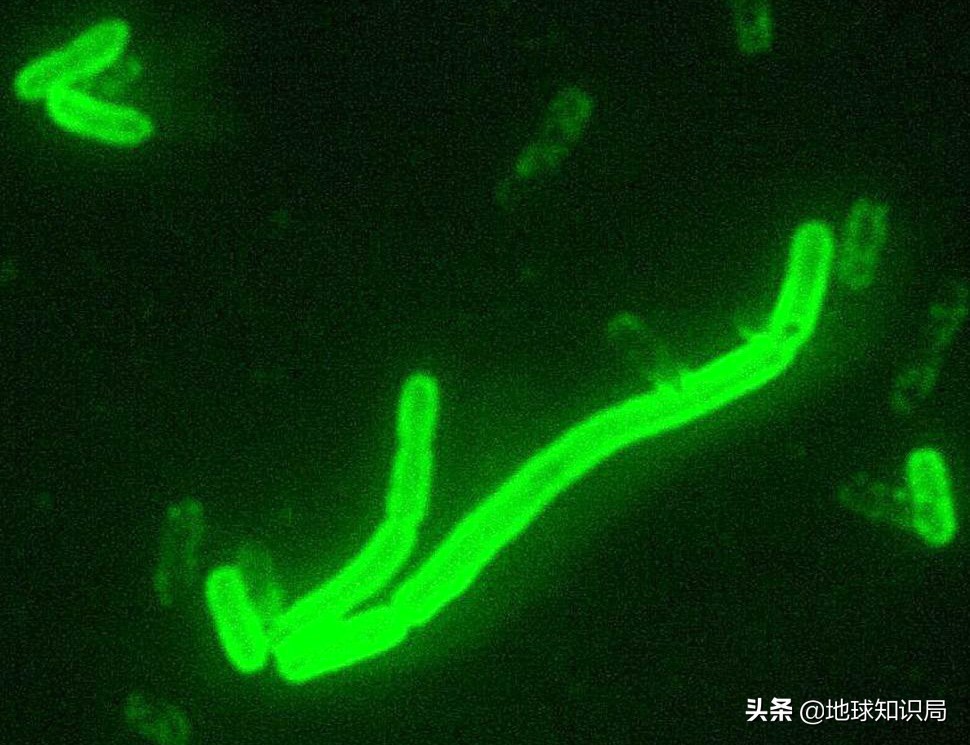 1905年东北鼠疫是如何控制的,熟悉1910年的东北鼠疫事件