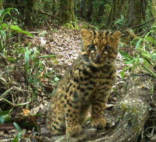 云豹猫是什么品种,云猫与豹猫区别