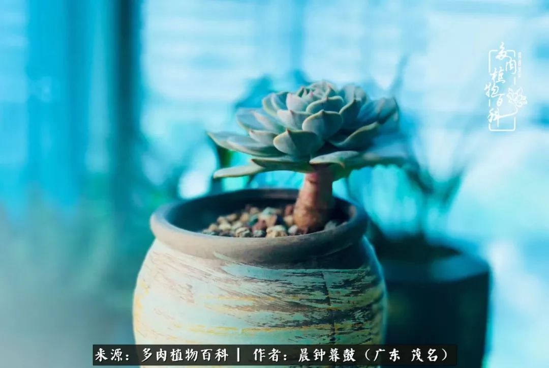 轻轻地告诉你，我的多肉也曾美过，不信你看看