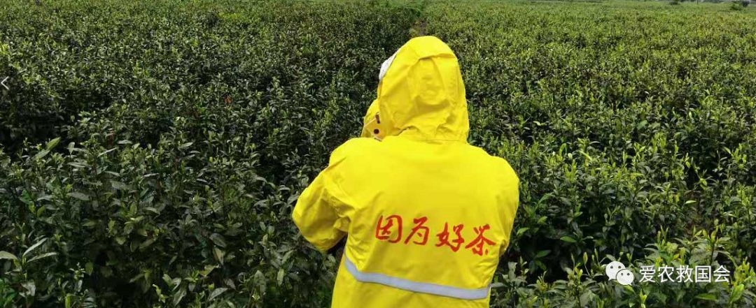 茶叶电商平台排行榜,茶叶电商批发怎么做得好