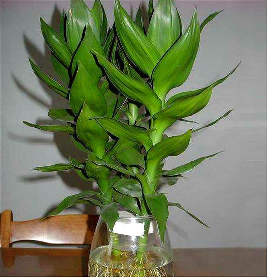 富贵竹黄叶怎么办能救活吗,富贵竹总是黄叶怎么办