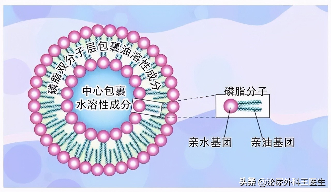 泡沫尿属于蛋白尿吗,泡沫尿是蛋白尿嘛