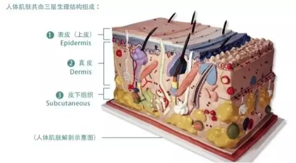 果酸换肤能改变肤质吗,果酸焕肤什么肤质适合