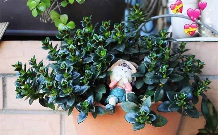 刚到家的花很好没多久就黄叶,买回来的花很快就蔫的原因