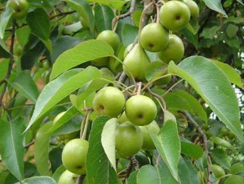 百种水果,100种果子大全