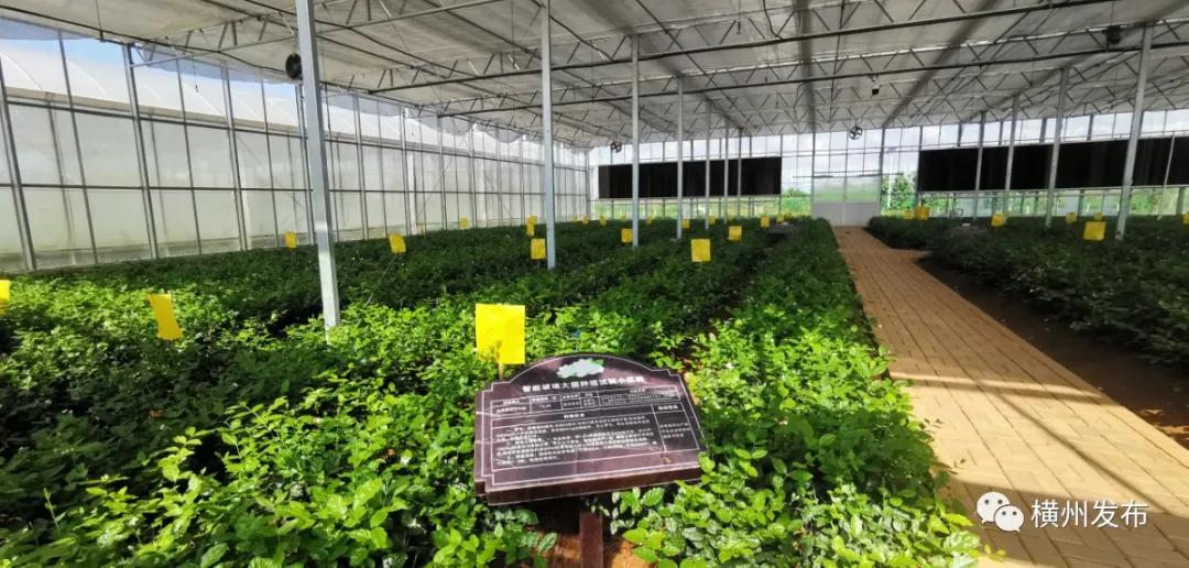 横州茉莉花产业产值,横州市茉莉花发展集团有限公司