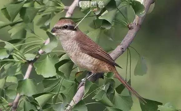 伯劳鸟饲养,没睁眼的伯劳怎样饲养