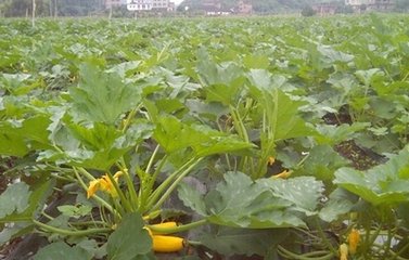 明年种什么农作物能赚钱,明年种植什么最挣钱