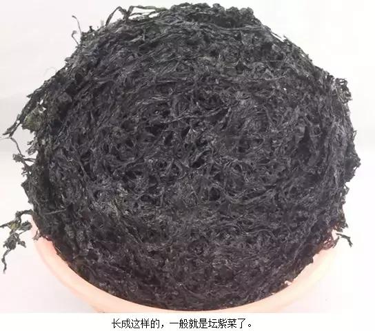 海苔和紫菜是同一种东西吗,海苔与紫菜是一种菜吗