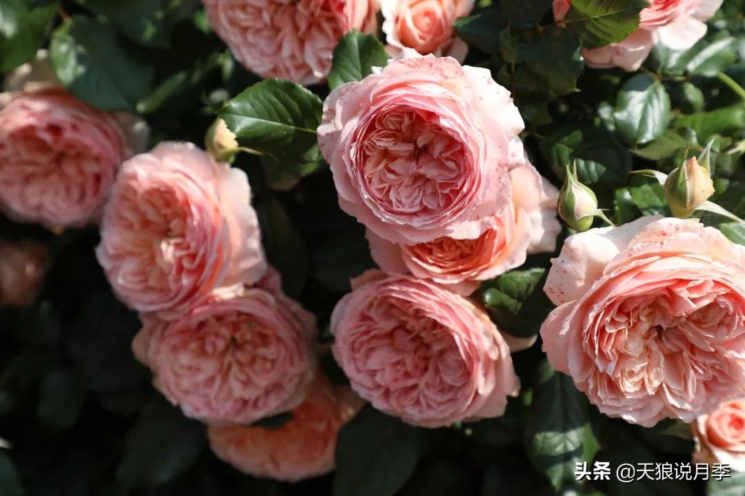 4月最浪漫的一次花开，是171个低价月季小苗带来的巅峰时刻！