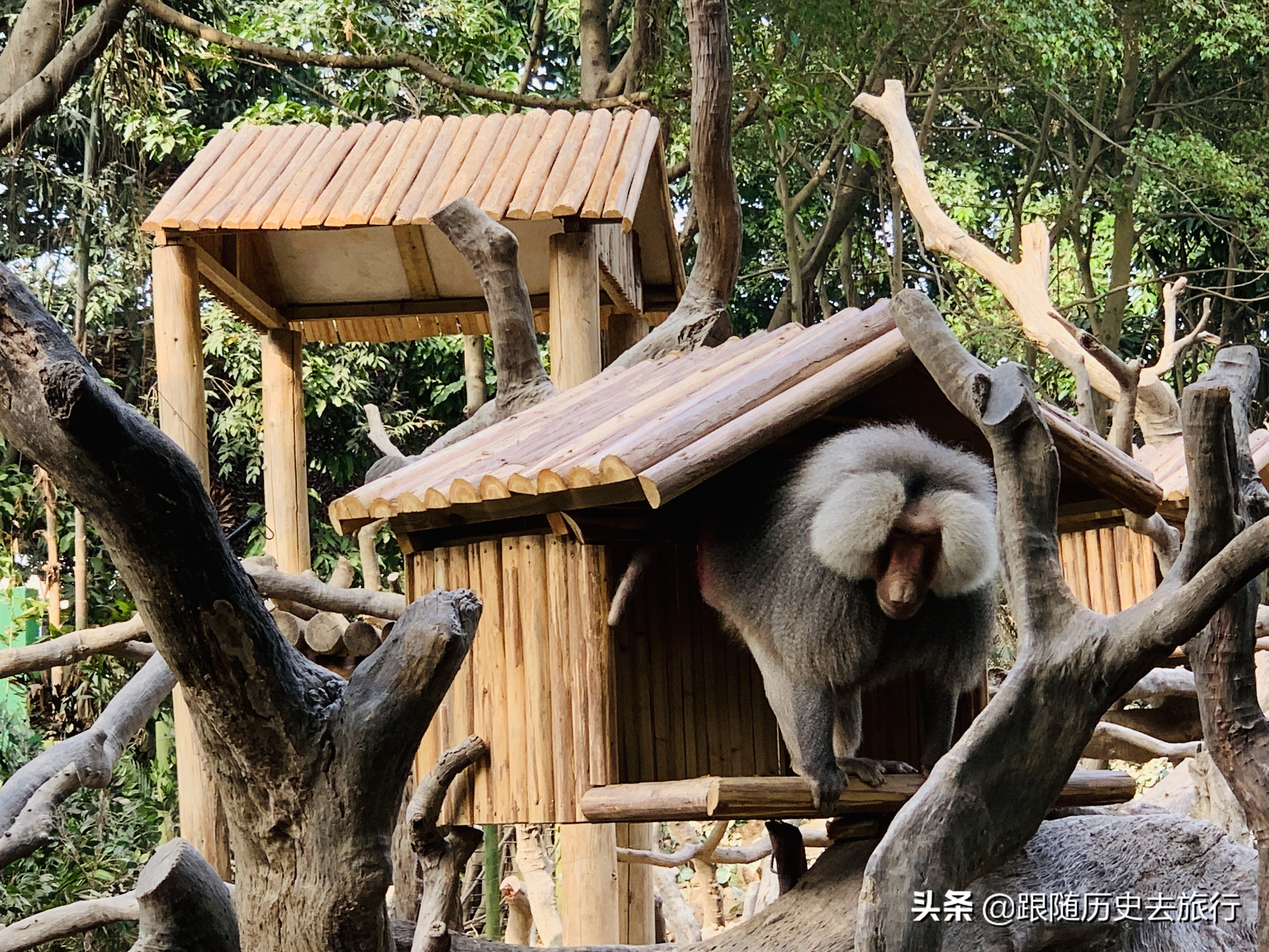 广州长隆水动物世界看大熊猫攻略,广州长隆动物园里的熊猫萌萌
