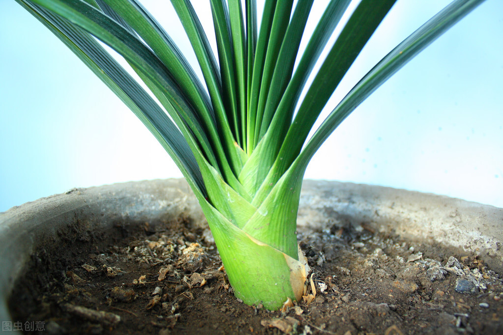 君子兰换盆口诀大全,老花匠如何给君子兰换盆