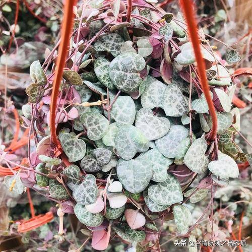 家里植物长得不好有什么说法,家里什么植物都养不好是什么原因